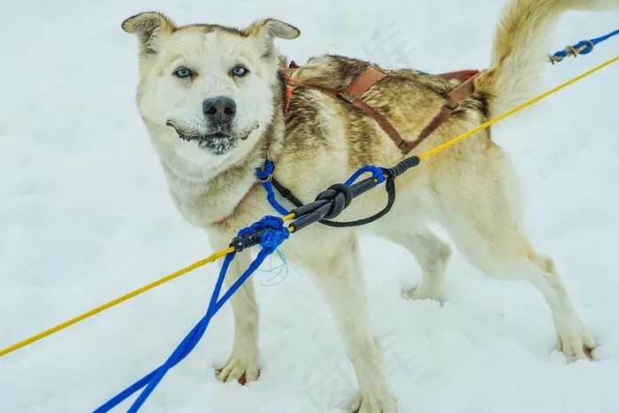 成年雪橇犬图片