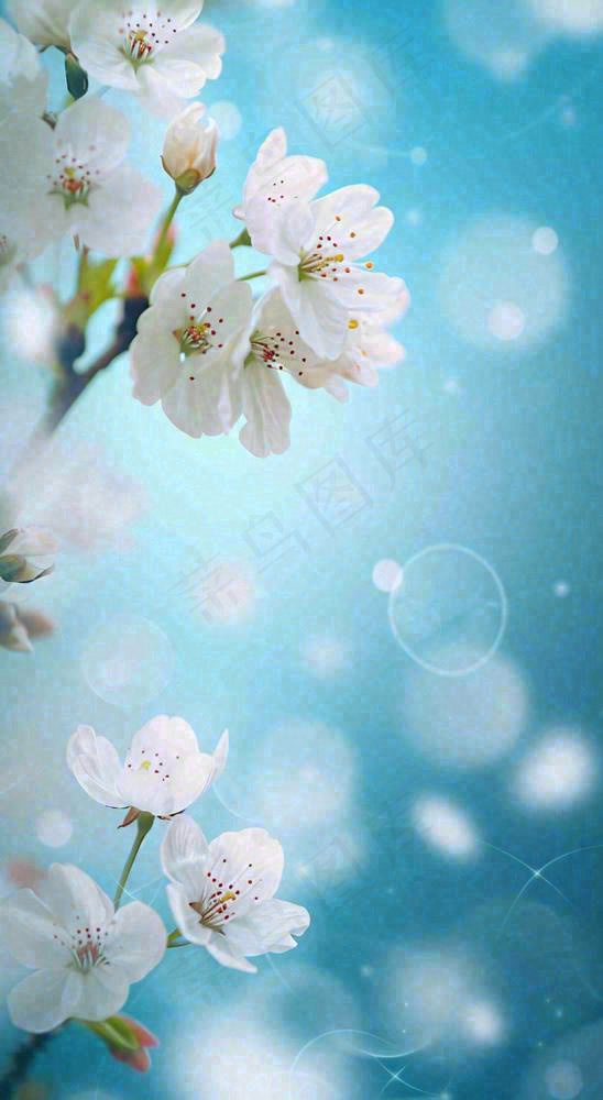 春天浪漫白色樱花花朵，立春春分摄影图