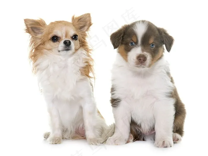 蝴蝶犬与哈士奇犬狗狗图片