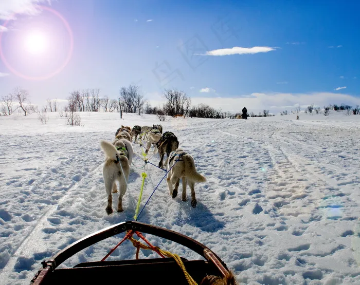 冬季雪橇犬图片