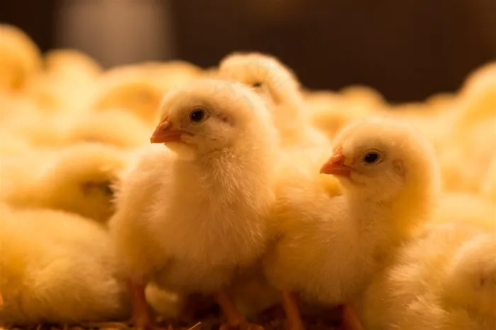 一群黄色可爱的小鸡崽高清摄影图片