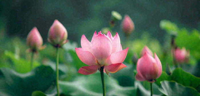 夏天荷花池荷叶荷花特写，夏至小暑大暑摄影图