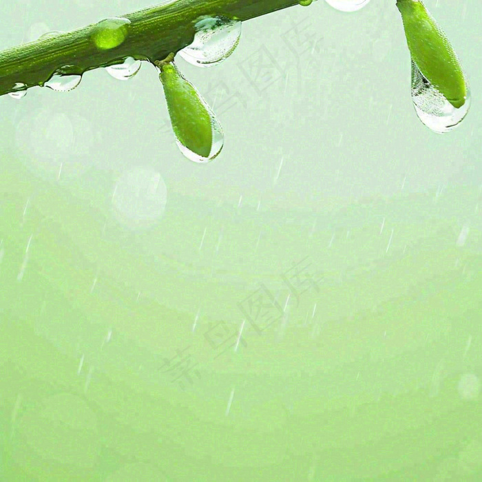 清新绿色春天绿芽叶子雨水露珠，春分谷雨摄影图