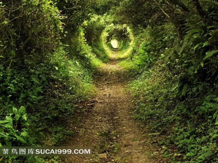 仿若时光隧道的树林风景图片