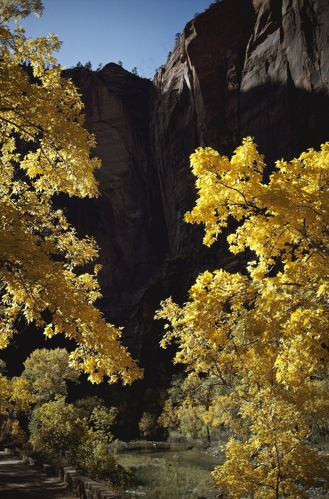 山峰石壁下的黄枫树