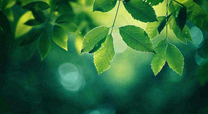 绿色树叶意境模糊光照叶子，春天夏日，春分立夏摄影图
