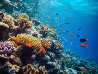 海洋生物鱼珊瑚摄影图