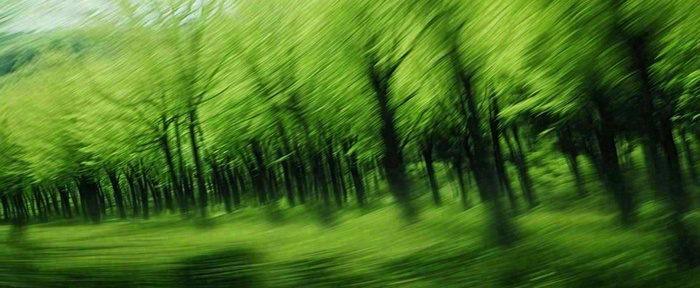 绿色树木虚幻树林摄影图