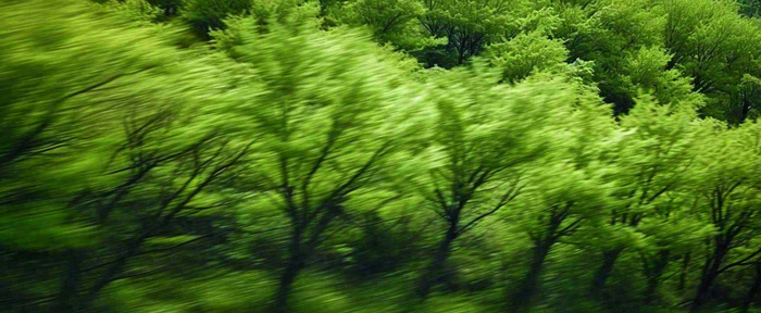 绿色树木虚幻树林摄影图