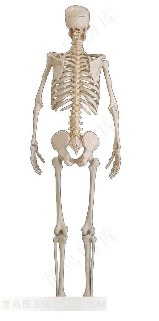人体骨骼躯干特写器官模型背面