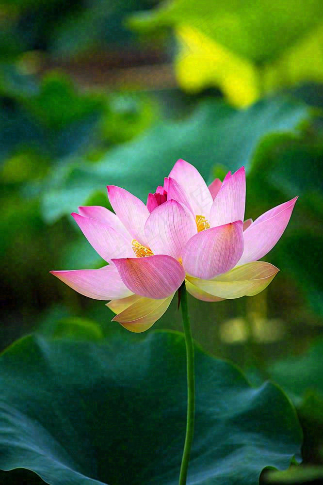 中国风夏日荷花荷叶大气特写摄影，大暑小暑夏至摄影图