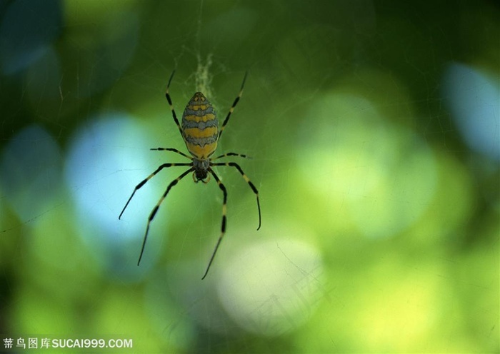 昆虫世界倒挂的绿色蜘蛛