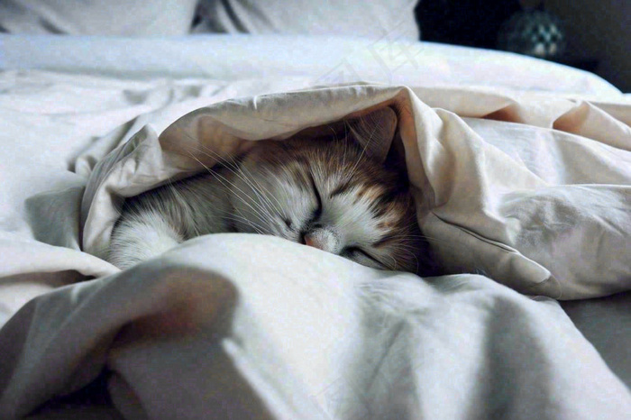 被窝里睡觉的猫猫，可爱的动物摄影图