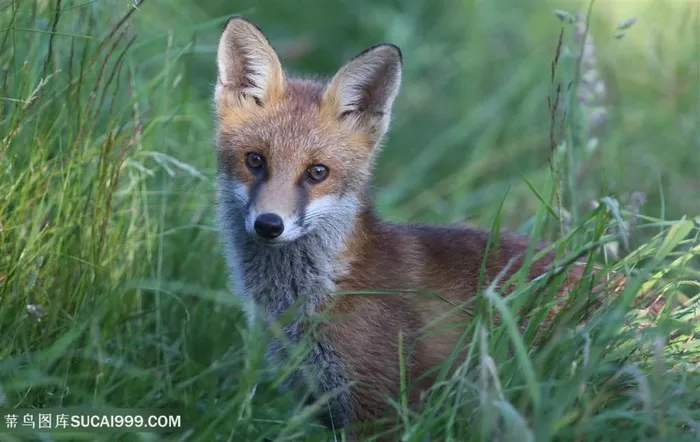 草丛孤独的小狐狸图片
