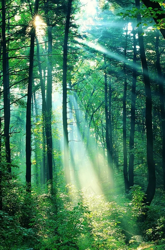 树林阳光的绝美图片