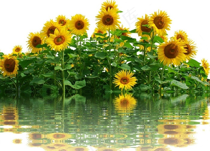 美丽向日葵花海景色图片 菜鸟图库