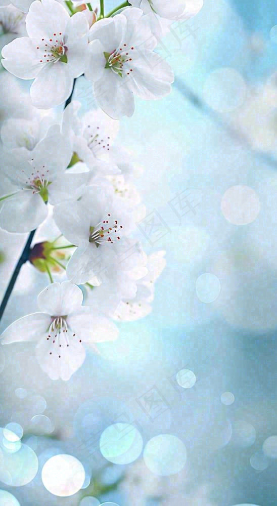 蓝色浪漫白色樱花花朵枝叶，立春惊蛰春分摄影图