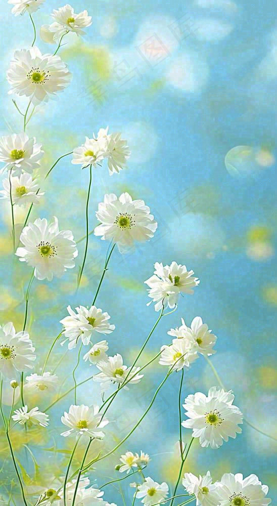 春天清新白色花朵温馨，蓝色朦胧，立春惊蛰春分摄影图