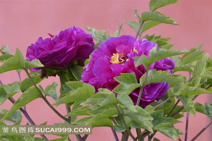 漂亮的紫色牡丹花素材