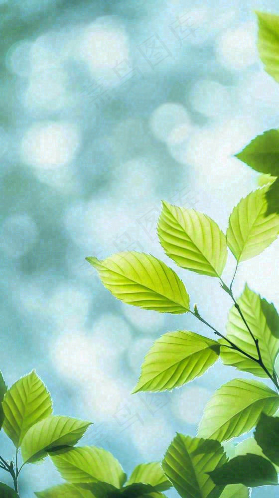 阳光明媚春天春意盎然嫩草，发芽，春分，立春摄影图