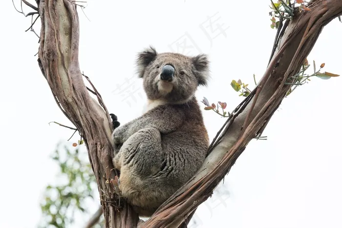 考拉澳大利亚野生动物有袋动物自然