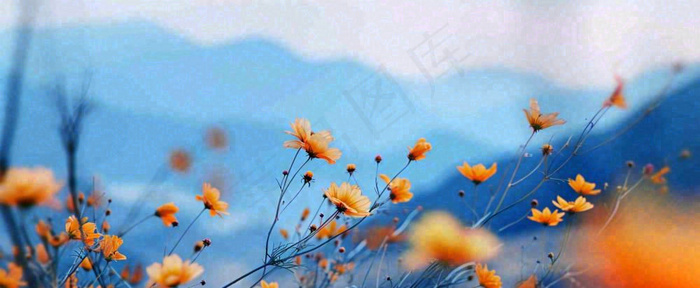 简约橙色小花鲜花，蓝色天空山脉虚幻意境摄影图