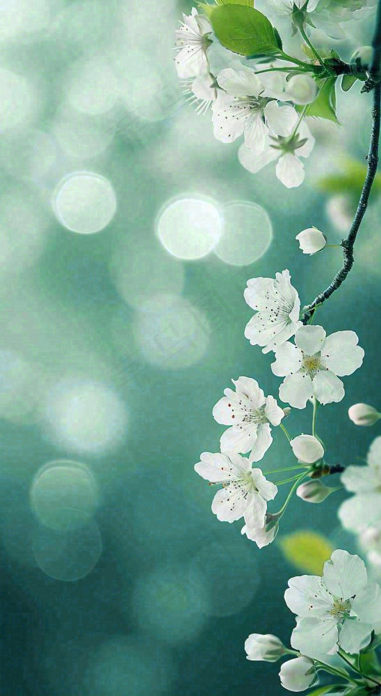 春天枝头上开满花朵，春分摄影图