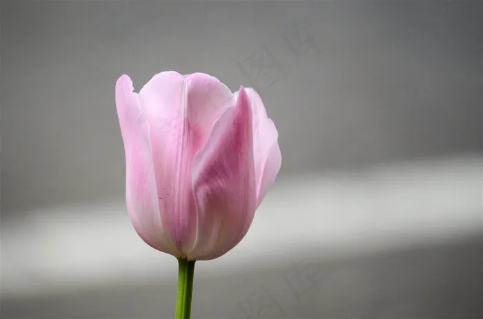 一朵花呈现在镜头面前静物