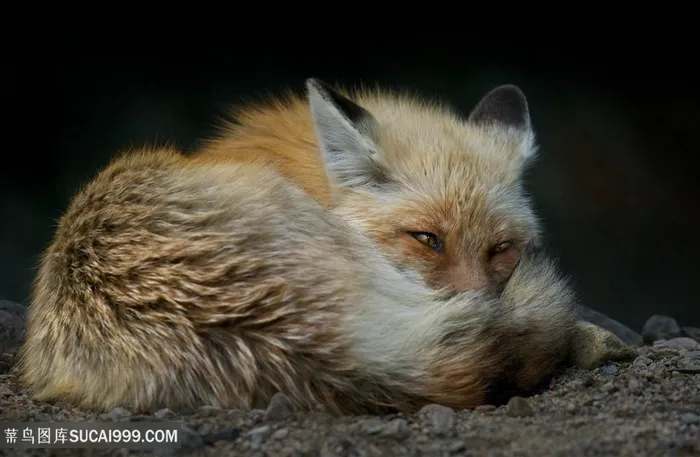 卷缩的小狐狸图片