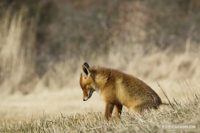低头沉思的狐狸野生动物图片