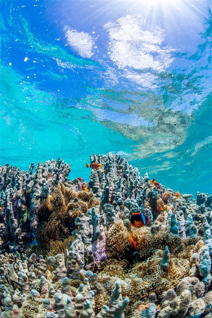 美丽的海底珊瑚鱼群景色大图
