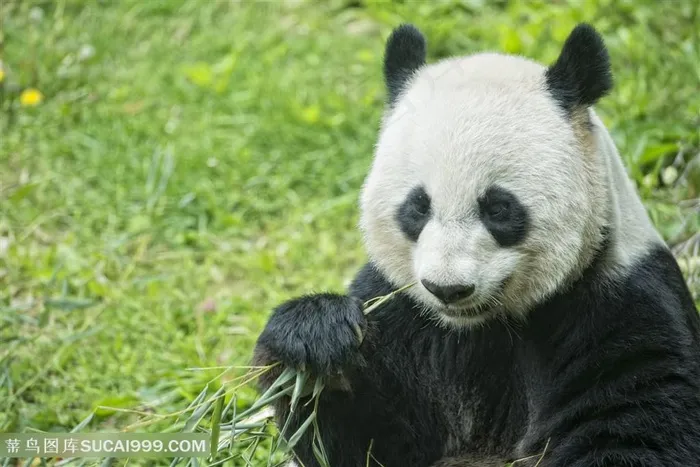 草地3K高清大熊猫图片