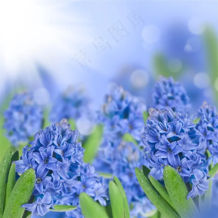 蓝色的美丽花朵鲜花图片
