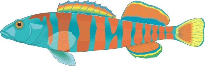 卡通动漫风动画动漫写实素描描摹动物海洋世界鱼18