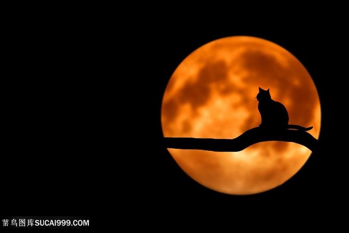 月色月光下的黑猫猫咪图片