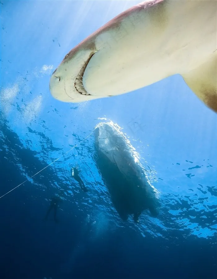 海底鲨鱼动物摄影