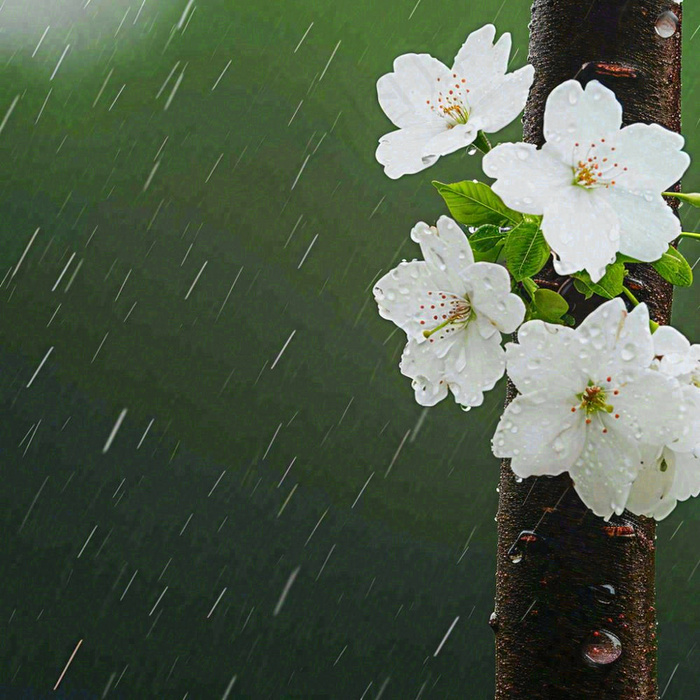 春天雨天白色花朵，雨水谷雨摄影图