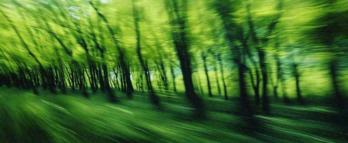 绿色树木虚幻树林摄影图