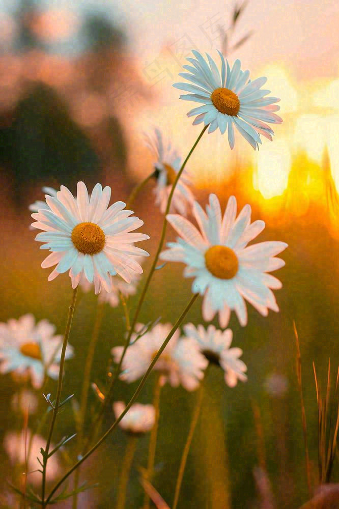 落日小花小草花朵特写，郊游玩耍意境摄影图