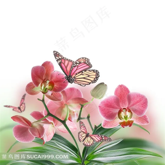 蝴蝶与蝴蝶兰鲜花图片