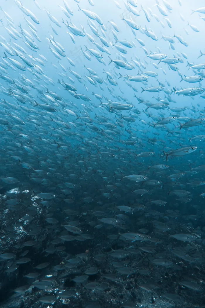 蓝色深海鱼群图片