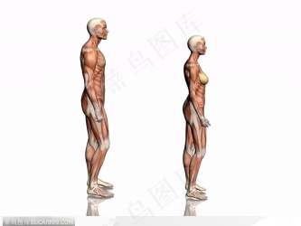 人体肌肉骨骼-肌肉模型侧面