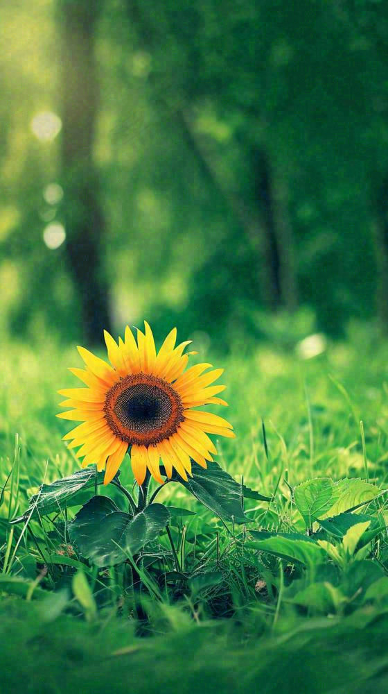 阳光下向日葵特写夏至夏天摄影图