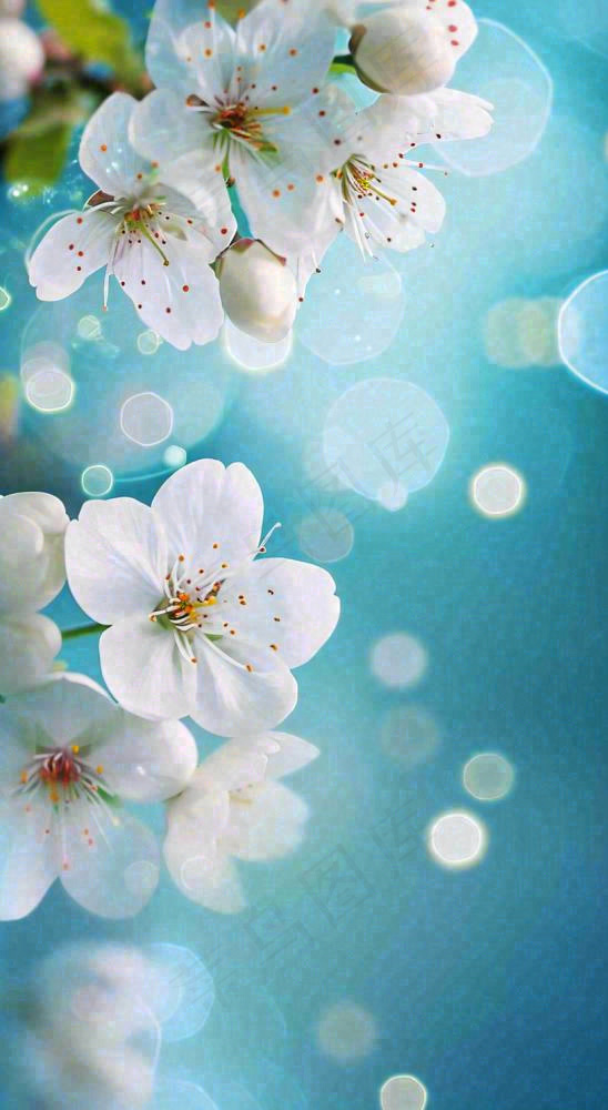 春天浪漫白色樱花花朵，立春春分摄影图