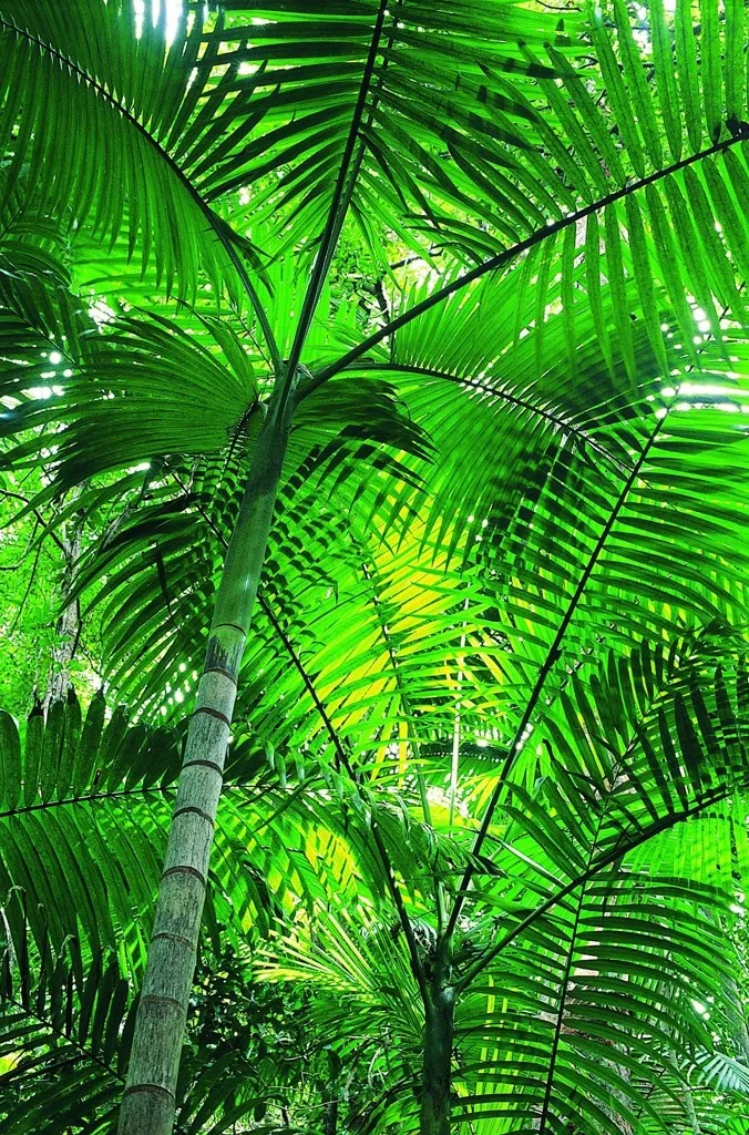 绿色的芭蕉林