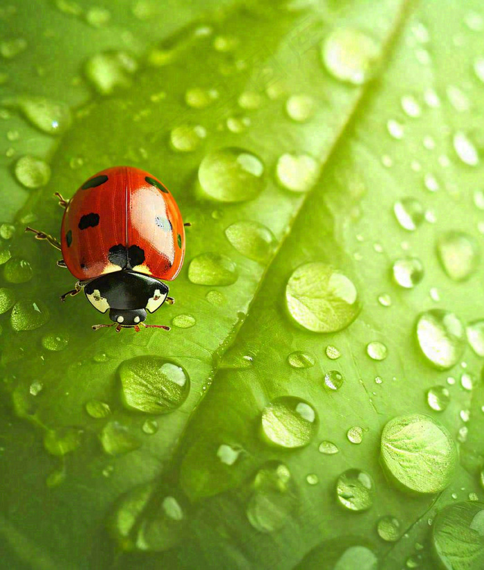 春天夏天七星瓢虫动物昆虫在绿叶上，谷雨立夏夏至小暑摄影图