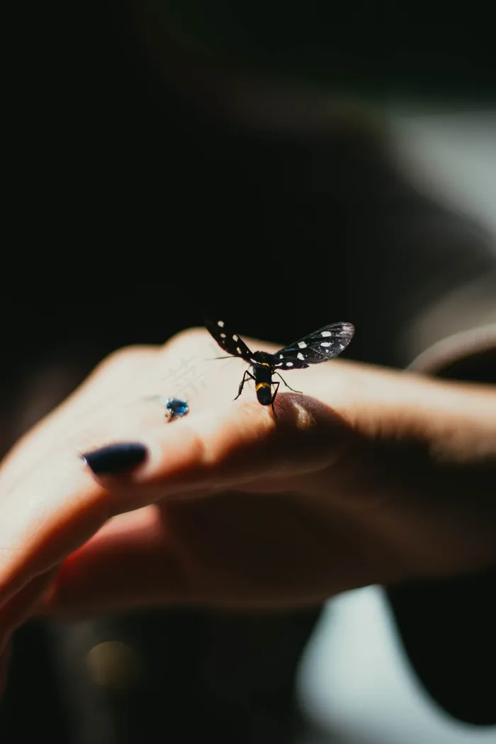 指尖的蝴蝶意境图片