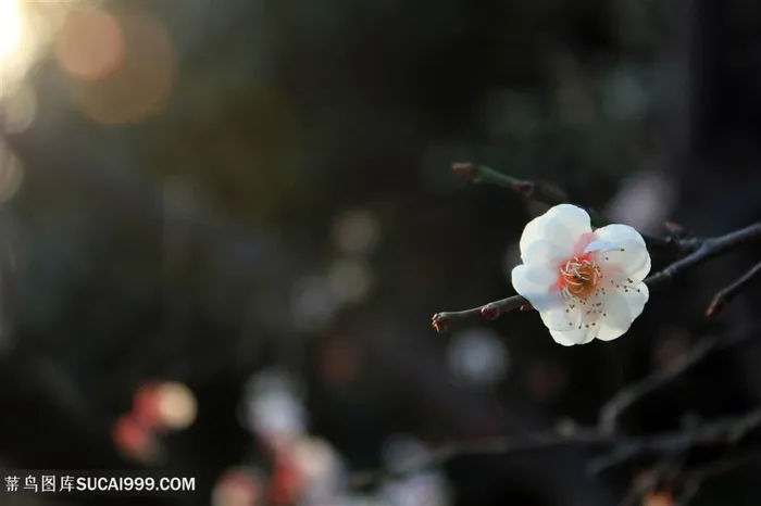 高清阳光下一朵洁白梅花图片