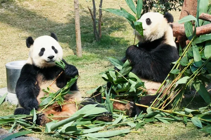 可爱的大熊猫动物摄影图