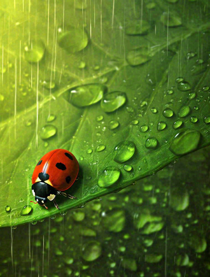 下雨，绿色树叶上，七星瓢虫，雨水，惊蛰，谷雨，春天摄影图